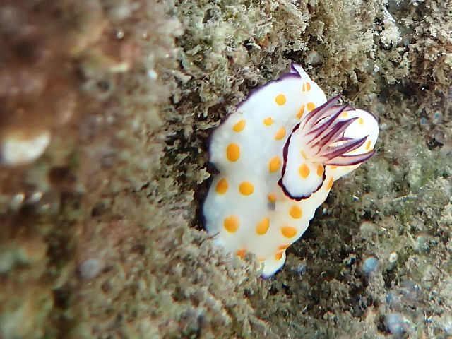Голожаберный моллюск Goniobranchus annulatus