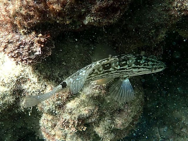 Зеленуха (Symphodus tinca)