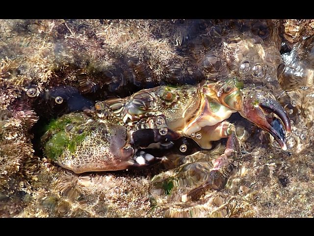 Каменный краб (Eriphia verrucosa)
