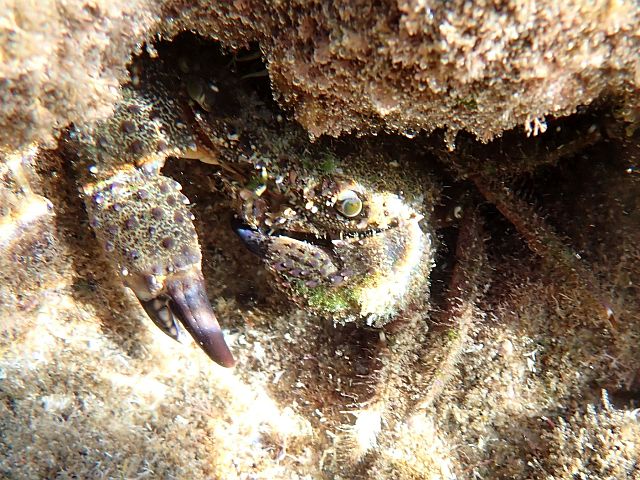 Каменный краб (Eriphia verrucosa)
