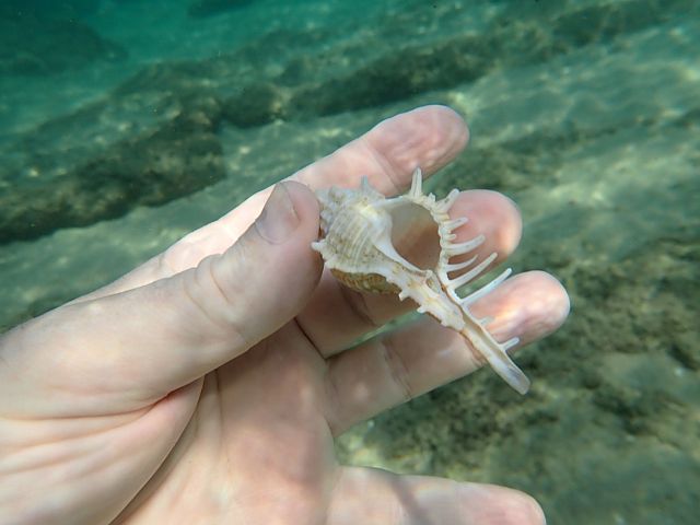 Раковина Гребень Венеры (Murex pecten)
