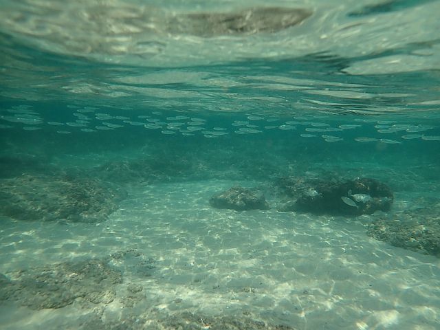 Морская фауна у берегов Бат-Яма. Фотогалерея 2025 года
