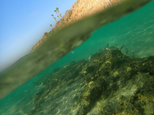 Морская фауна у берегов Бат-Яма. Фотогалерея 2025 года
