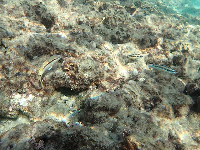 Морская фауна у берегов Бат-Яма. Фотогалерея 2025 года
