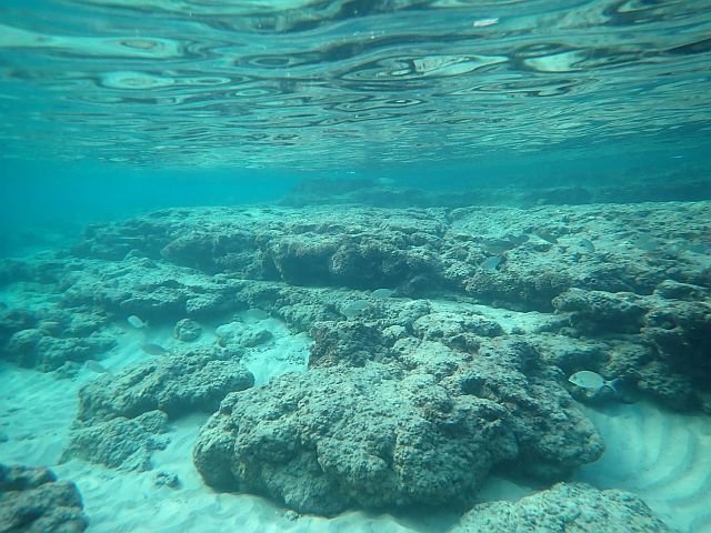 Морская фауна у берегов Бат-Яма. Фотогалерея 2025 года
