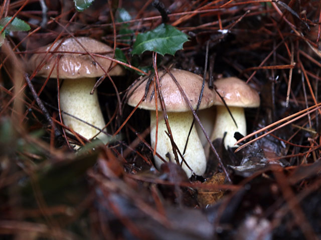 Начало грибного сезона в Израиле. Присылайте ваши фотографии