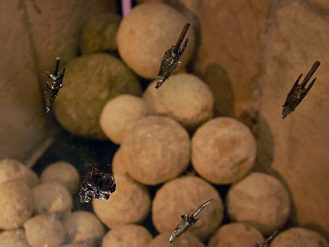 "Стена, которую невозможно пробить": в Иерусалиме раскопан памятник эпохи Хасмонеев