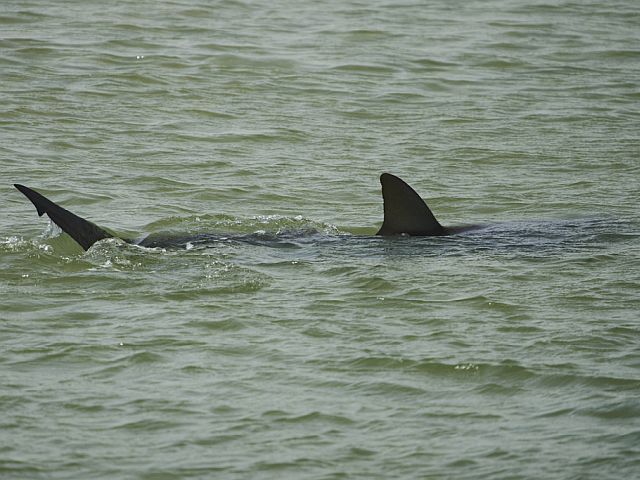 На побережье Ашдода была спасена акула