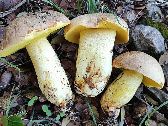 Грибной сезон в Израиле: декабрь 2025. Фотогалерея