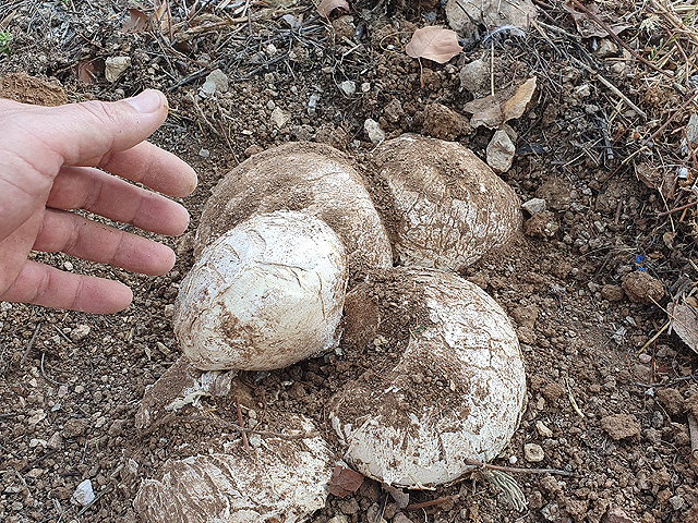 Грибной сезон в Израиле: декабрь 2025. Фотогалерея