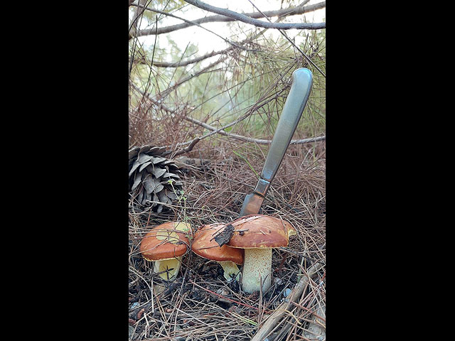 Грибной сезон в Израиле: декабрь 2025. Фотогалерея