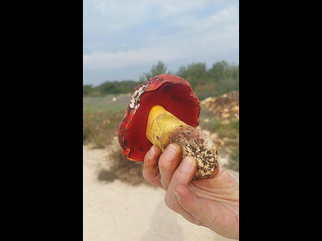 Грибной сезон в Израиле: декабрь 2025. Фотогалерея