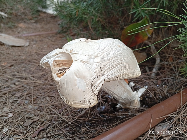 Грибной сезон в Израиле: декабрь 2025. Фотогалерея