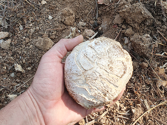 Грибной сезон в Израиле: декабрь 2025. Фотогалерея