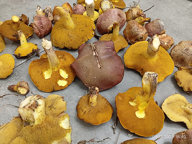 Грибной сезон в Израиле: декабрь 2025. Фотогалерея