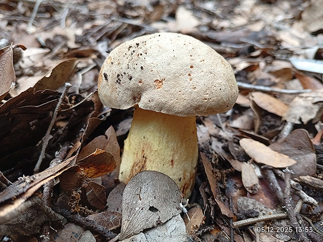 Грибной сезон в Израиле: декабрь 2025. Фотогалерея