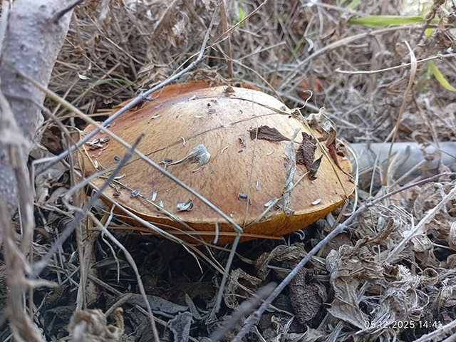 Грибной сезон в Израиле: декабрь 2025. Фотогалерея