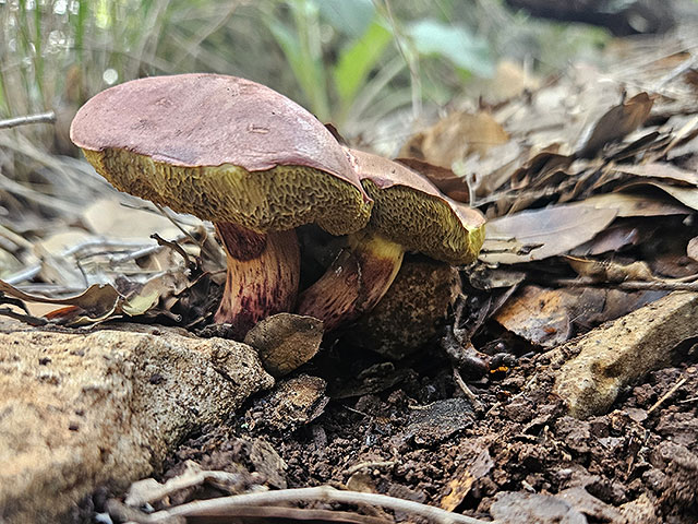 Грибной сезон в Израиле: декабрь 2025. Фотогалерея