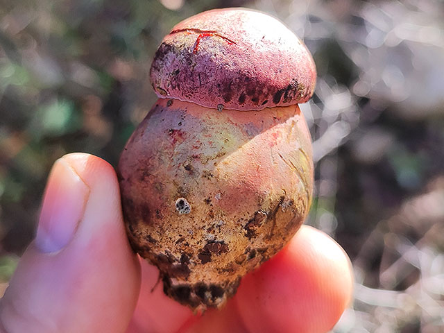 Грибной сезон в Израиле: декабрь 2025. Фотогалерея