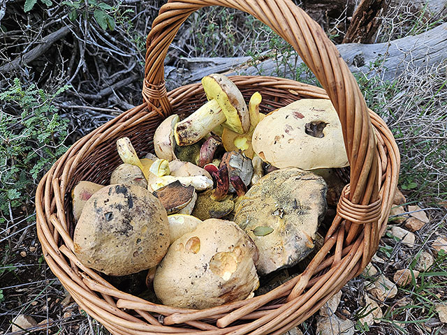 Грибной сезон в Израиле: декабрь 2025. Фотогалерея