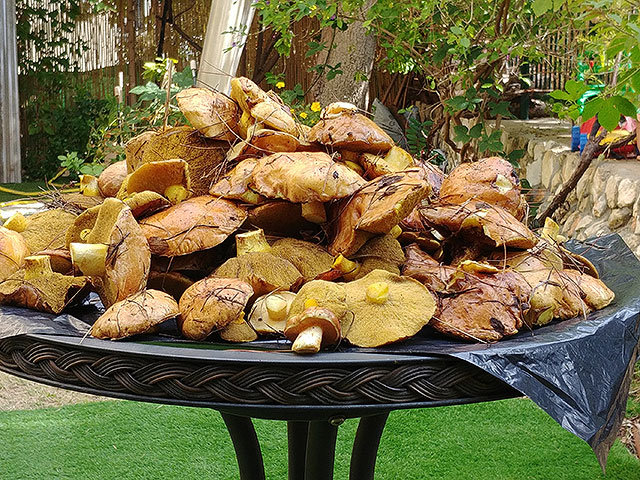 Грибной сезон в Израиле: декабрь 2025. Фотогалерея