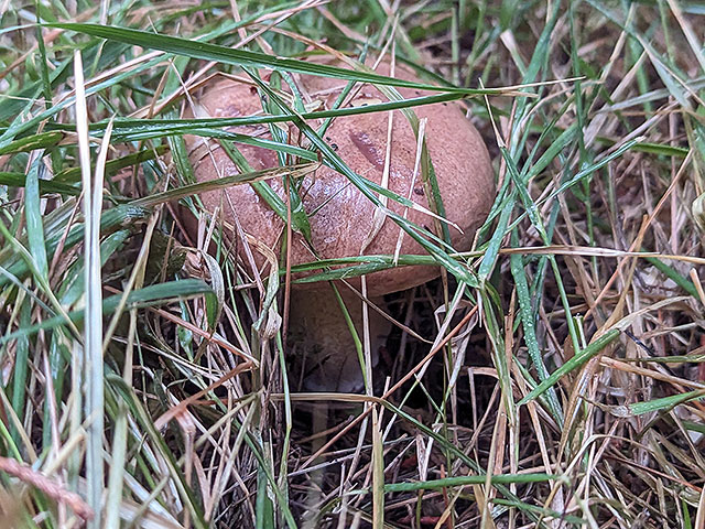 Грибной сезон в Израиле: декабрь 2025. Фотогалерея