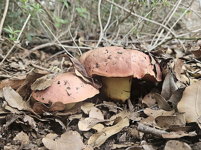 Грибной сезон в Израиле: декабрь 2025. Фотогалерея