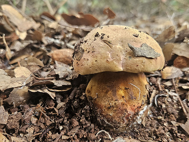 Грибной сезон в Израиле: декабрь 2025. Фотогалерея