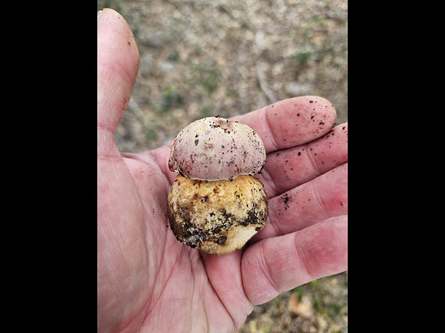 Грибной сезон в Израиле: декабрь 2025. Фотогалерея