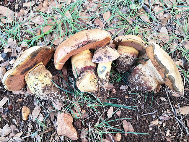 Грибной сезон в Израиле: декабрь 2025. Фотогалерея