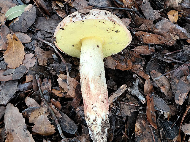 Грибной сезон в Израиле: декабрь 2025. Фотогалерея