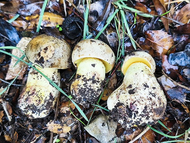 Грибной сезон в Израиле: декабрь 2025. Фотогалерея