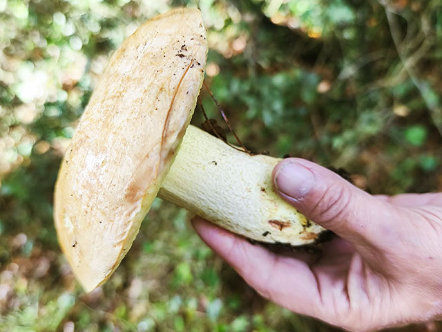 Грибной сезон в Израиле: декабрь 2025. Фотогалерея