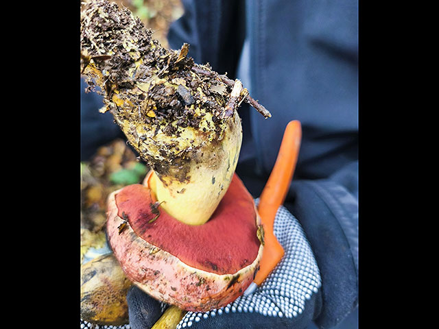 Грибной сезон в Израиле: декабрь 2025. Фотогалерея