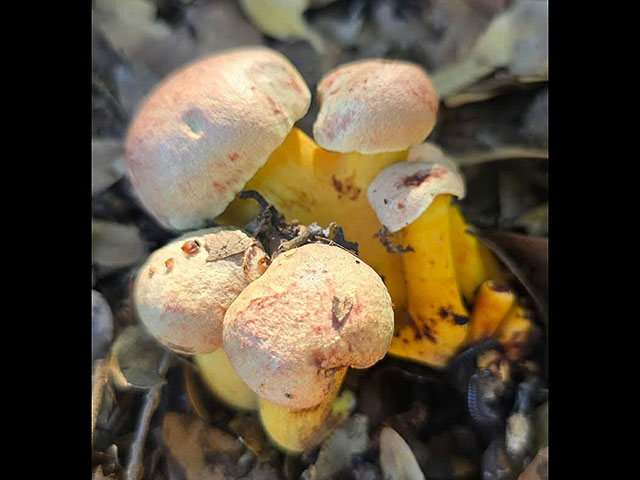 Грибной сезон в Израиле: декабрь 2025. Фотогалерея