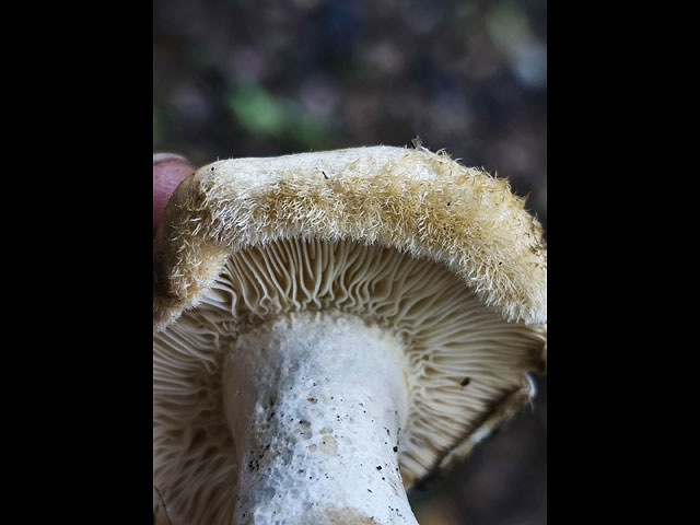 Грибной сезон в Израиле: декабрь 2025. Фотогалерея