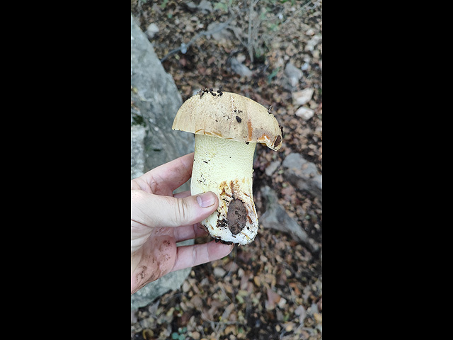 Грибной сезон в Израиле: декабрь 2025. Фотогалерея