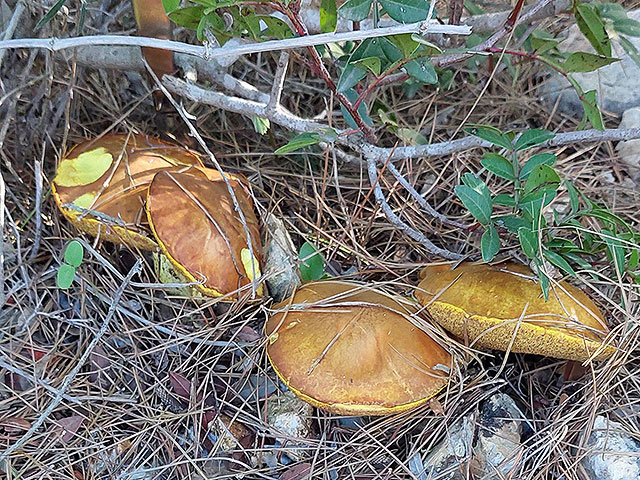 Грибной сезон в Израиле: декабрь 2025. Фотогалерея