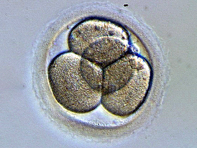 Эмбрион человека 2-е сутки развития
