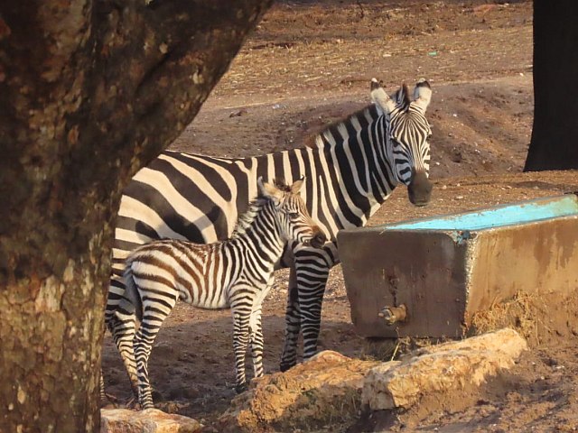 В дни праздника Ханука в "Сафари" родилась зебра: теперь их 127