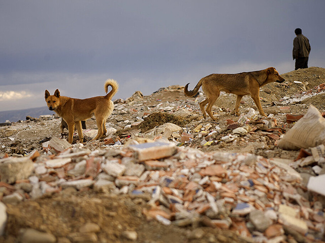 Минздрав сообщает: случаи бешенства животных в Галилее и Самарии