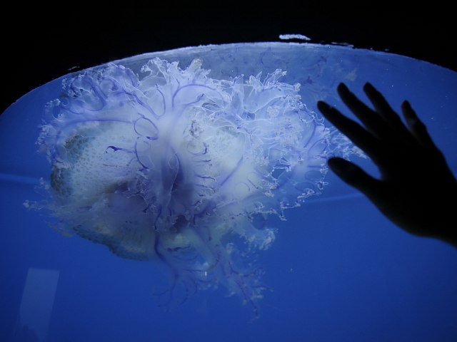 Трехлетний израильтянин ужален медузой на Филиппинах, он в тяжелом состоянии