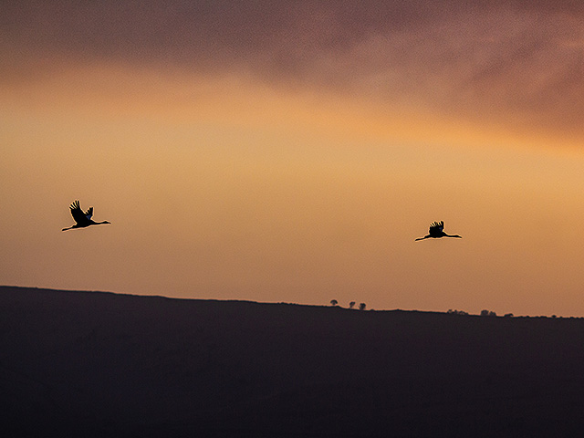 Впервые за много лет пару окольцованных в Израиле журавлей заметили в Иране