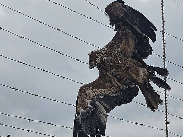 Возле Маале-Гильбоа спасли орла-могильника, запутавшегося в колючей проволоке