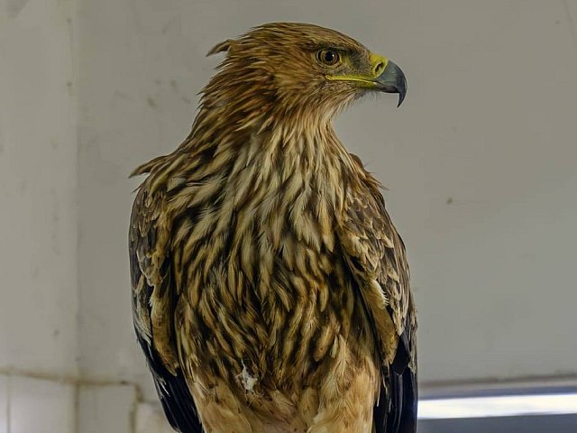 Возле Маале-Гильбоа спасли орла-могильника, запутавшегося в колючей проволоке