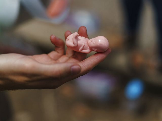 Ученые создают точную копию слизистой оболочки человеческой матки и имплантируют в нее эмбрионы