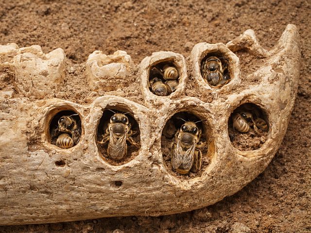 В древней пещере на Карибских островах были обнаружены пчелы, жившие внутри костей
