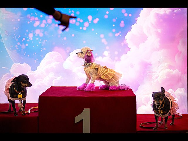 Собаки стоят на пьедестале победителей на выставке PetExpo в Бухаресте, Румыния, 22 марта 2025 года
