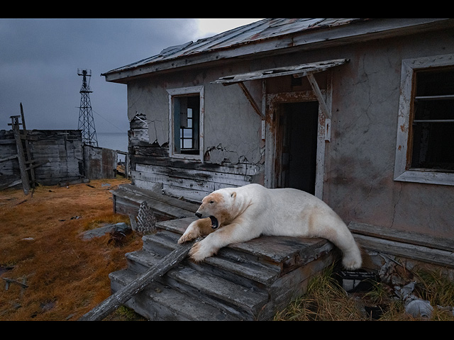 Белый медведь отдыхает на крыльце заброшенной исследовательской станции на острове Колучин, Чукотка, Россия, 18 сентября 2025 года