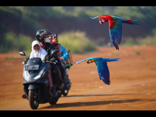 Попугаи ара пролетают мимо семьи, едущей на скутере, Индонезия, 16 августа 2025 года